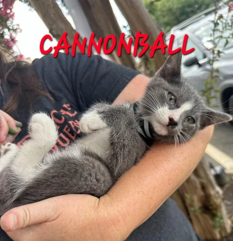 A baby medium-sized male Domestic Short Hair cat named CannonBall for adoption in Rome, GA