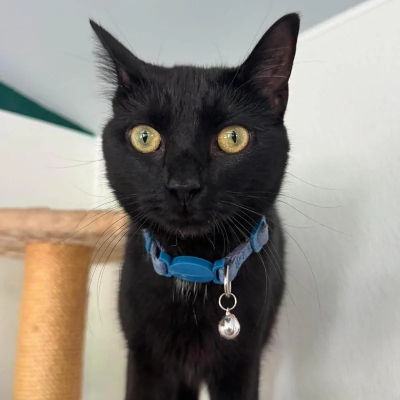 A young medium-sized female Black Domestic Medium Hair cat named Ohmia for adoption in Fredericksburg, VA