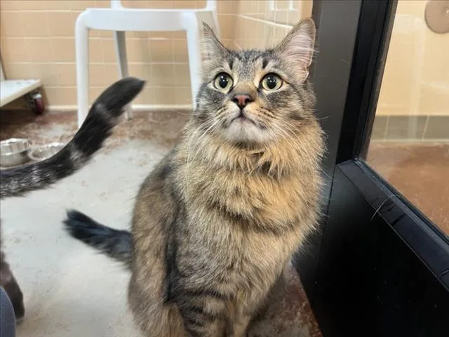 Ollie