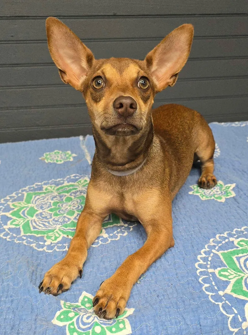 A baby small-sized male Chihuahua dog named Rocket for adoption in Newport, TN