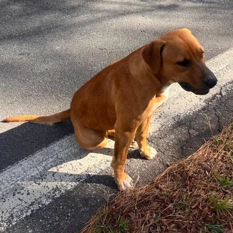A young large-sized male Mixed Breed dog named Red for adoption in Little Rock, AR