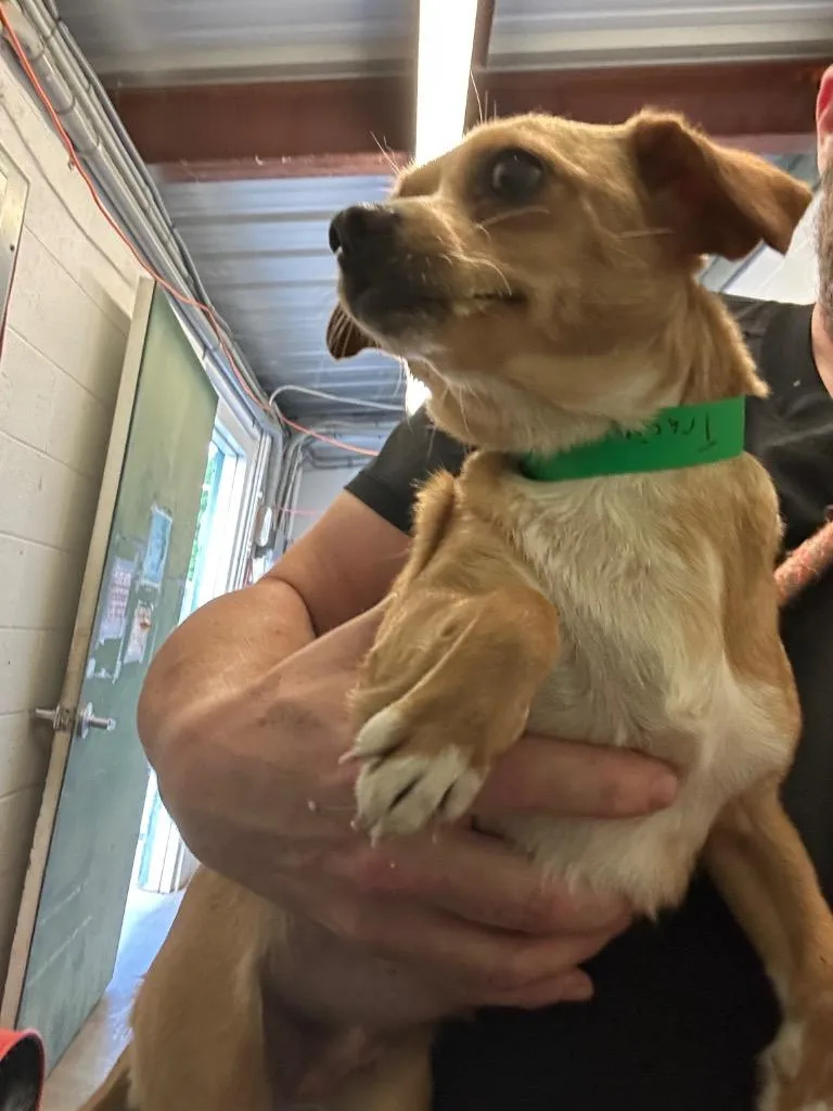 A young small-sized female Chihuahua dog named Tracieavailiable Hw + for adoption in Chickamauga , GA