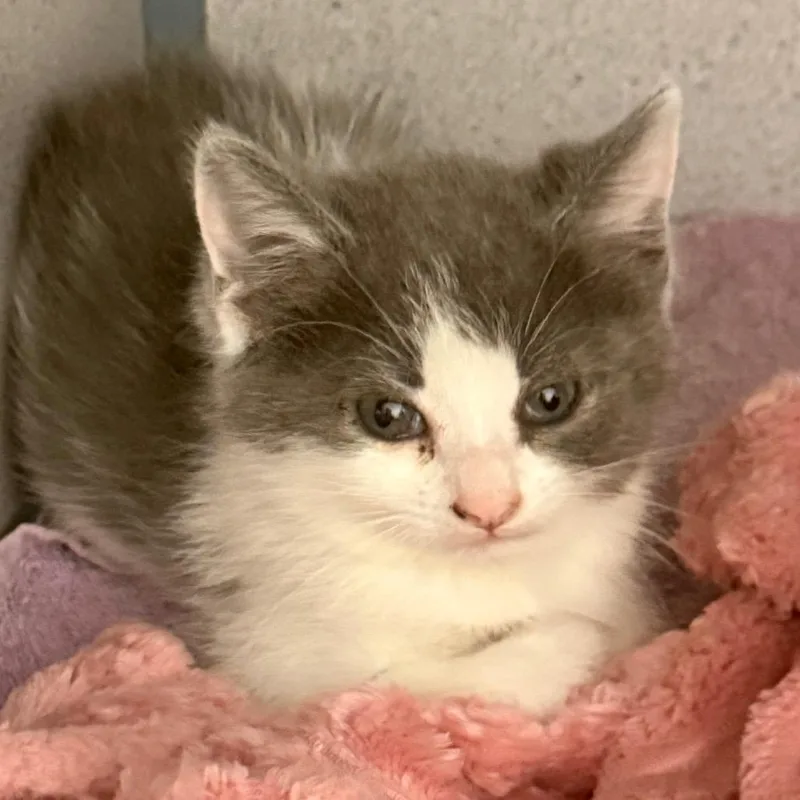 A baby small-sized female Gray / Blue / Silver Domestic Short Hair cat named Piper for adoption in Evansville, IN