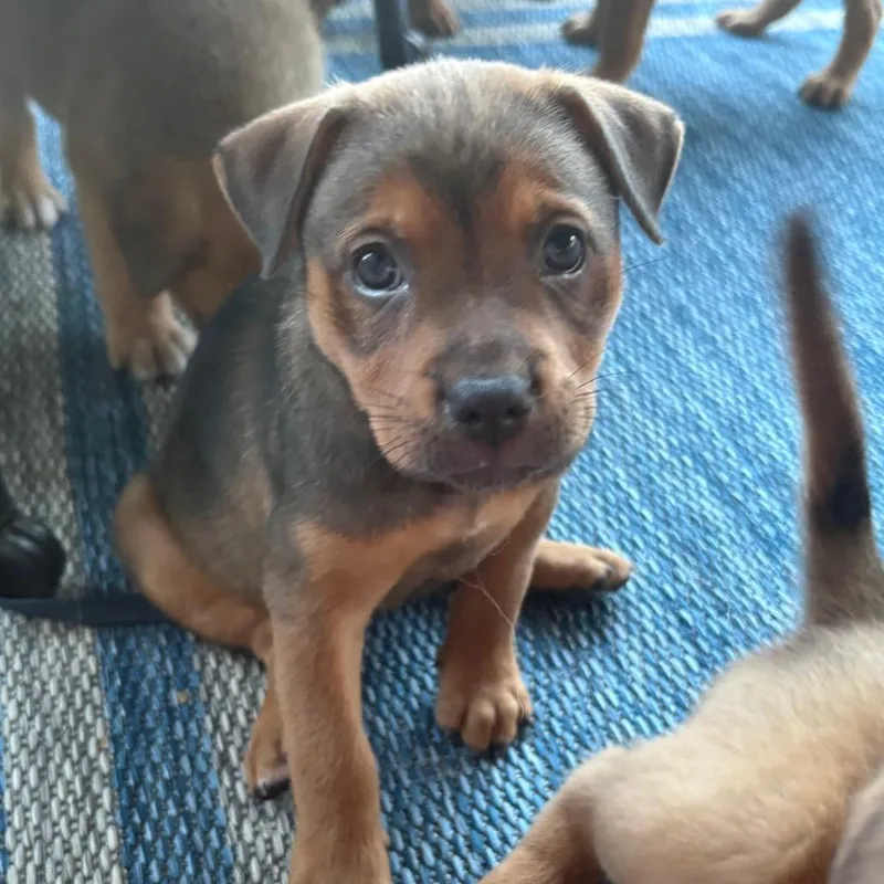 Brownie thumbnail 2