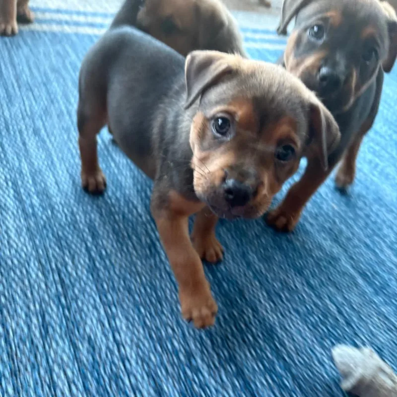 Brownie thumbnail 4