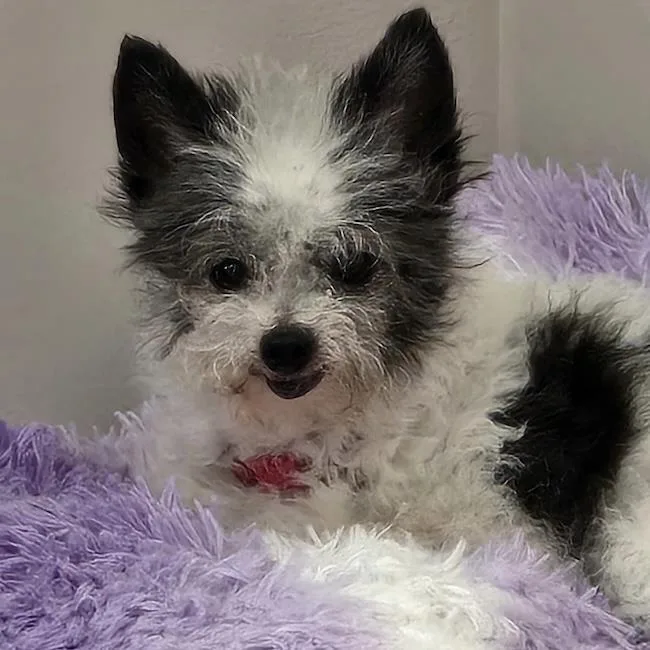 A senior small-sized female Chihuahua dog named Copley for adoption in San Diego, CA