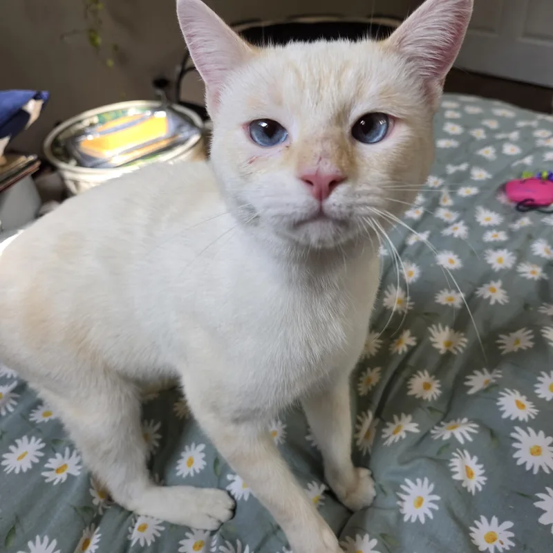 An adult medium-sized male Siamese cat named Daemon for adoption in Fort Oglethorpe, GA