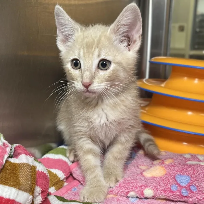 A baby small-sized male Buff / Tan / Fawn Domestic Short Hair cat named Downy for adoption in Palm Springs, CA