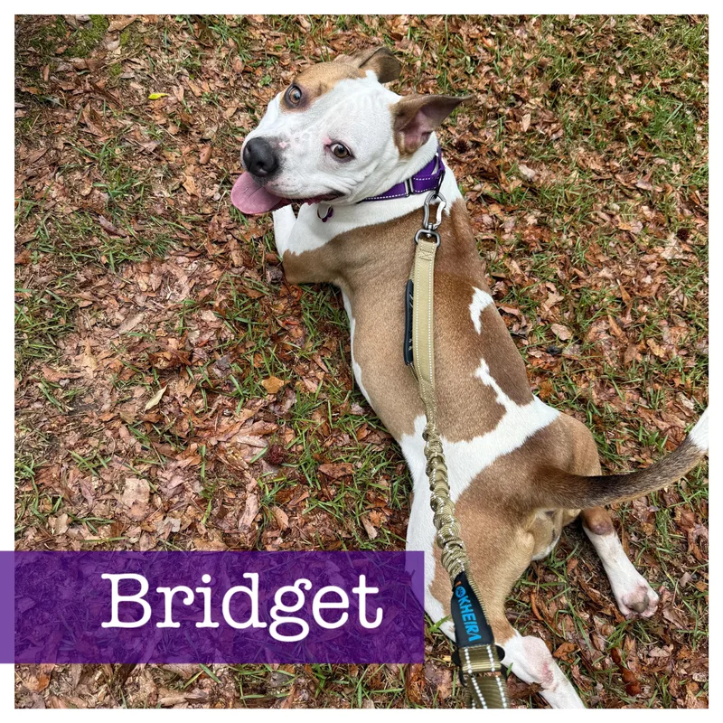 A young medium-sized female Apricot / Beige American Staffordshire Terrier dog named Bridget for adoption in Cumming, GA