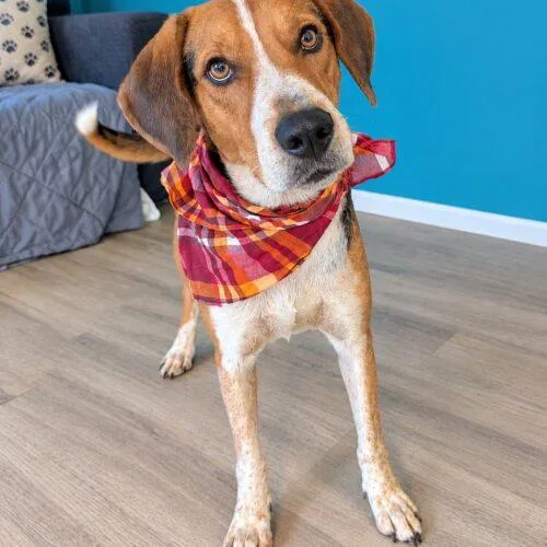 An adult medium-sized male Tricolor (Brown, Black, & White) Hound dog named Hank SSAR for adoption in Rockaway, NJ