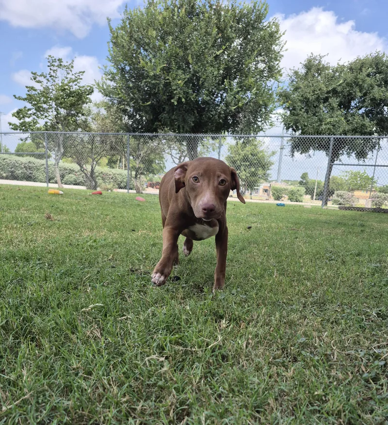 A young medium-sized female Mixed Breed dog named Andromeda for adoption in Schertz, TX