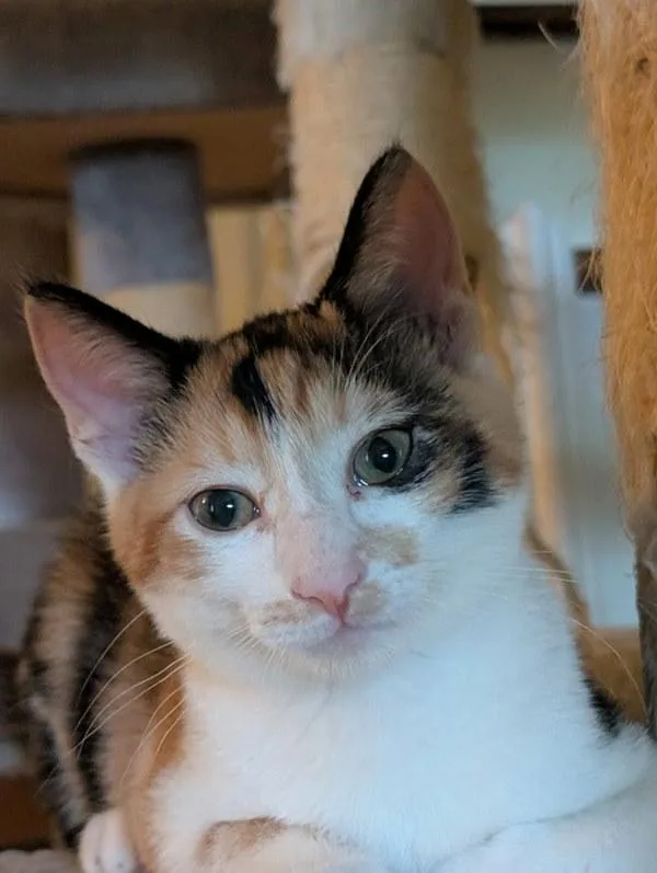 A baby small-sized female Domestic Short Hair cat named Ember for adoption in Bonsall, CA
