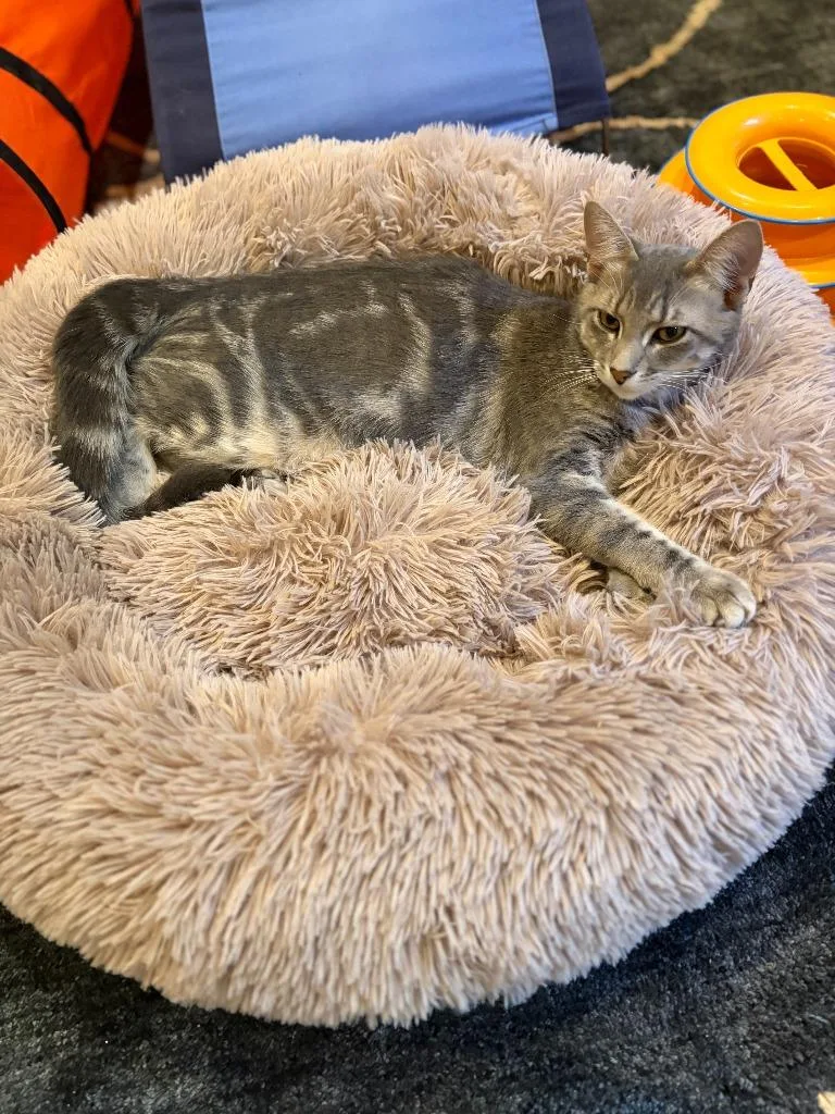 A baby medium-sized female Domestic Short Hair cat named Lilo  Loka for adoption in Minneapolis, MN