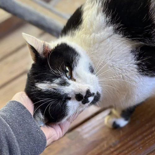 An adult large-sized male White Domestic Short Hair cat named Moo for adoption in Knoxville, TN