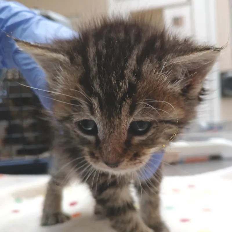 A baby small-sized male Gray / Blue / Silver Domestic Medium Hair cat named Spice for adoption in Salt Lake City, UT