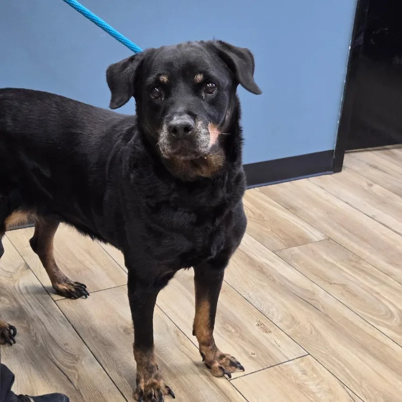 A baby large-sized female Rottweiler dog named AHNJStray for adoption in Newark, NJ