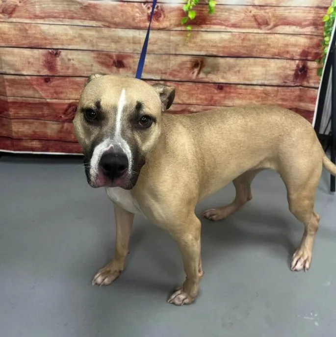 An adult medium-sized female Yellow / Tan / Blond / Fawn Pit Bull Terrier dog named AC "Rose" for adoption in Conyers, GA