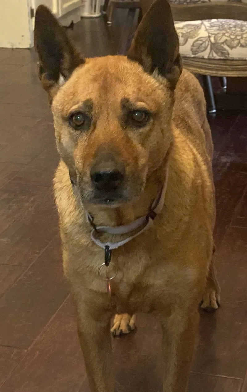 An adult medium-sized female Brown / Chocolate Belgian Shepherd / Malinois dog named Sydney for adoption in Seguin, TX