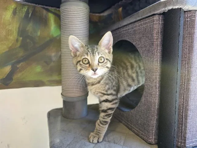 A baby small-sized male Domestic Short Hair cat named Honey for adoption in Santa Clara, CA