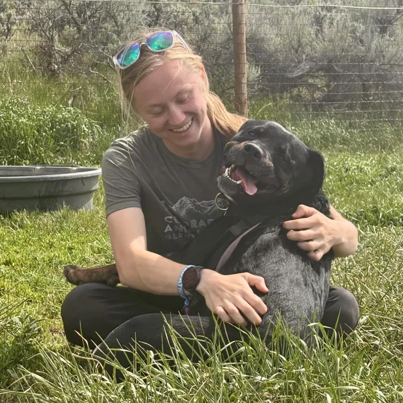 An adult large-sized female Black Labrador Retriever dog named Pixie for adoption in Glenwood Springs, CO