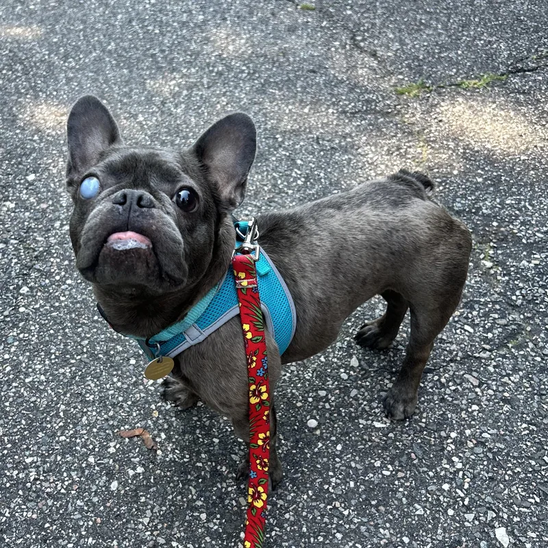 A senior medium-sized female Bulldog dog named Patch for adoption in Huntington, NY