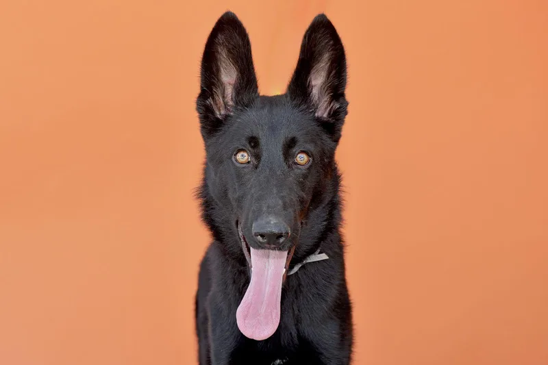 A young large-sized female German Shepherd Dog dog named Azula for adoption in Pasadena, CA