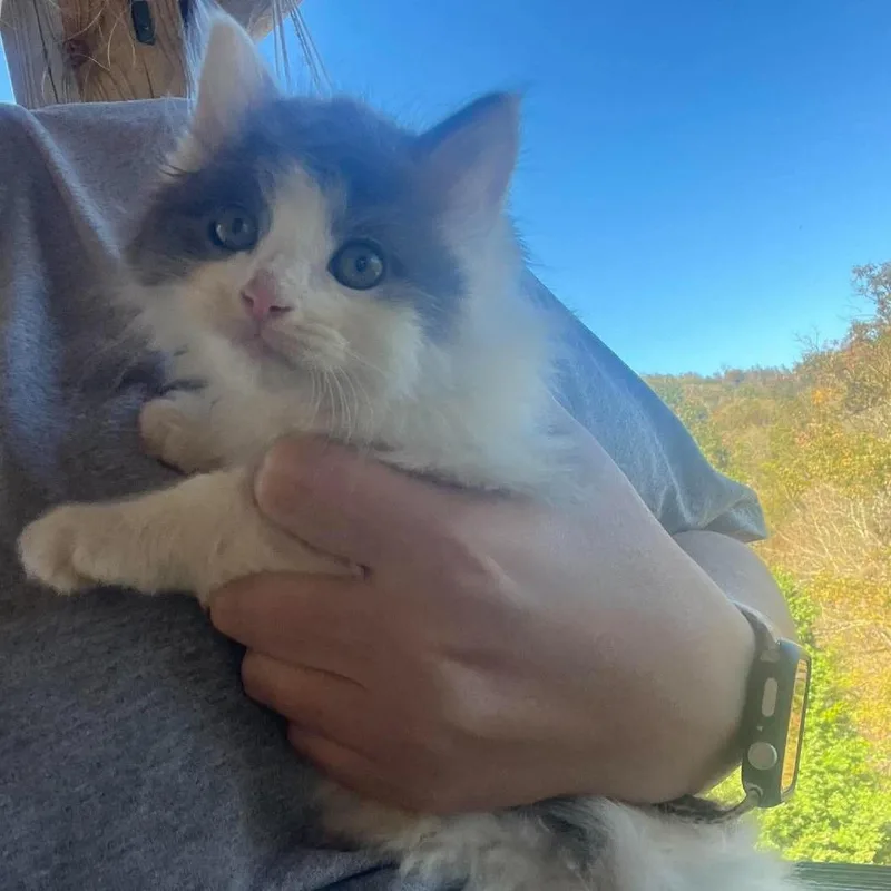 A baby small-sized female Domestic Long Hair cat named Willow in Spring Grove for adoption in Alexandria, VA