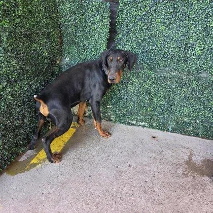 A young large-sized male Black Doberman Pinscher dog named Rex for adoption in El Paso, TX