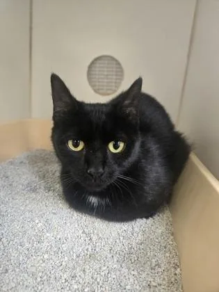 An adult medium-sized female Domestic Short Hair cat named Bella for adoption in Reisterstown, MD