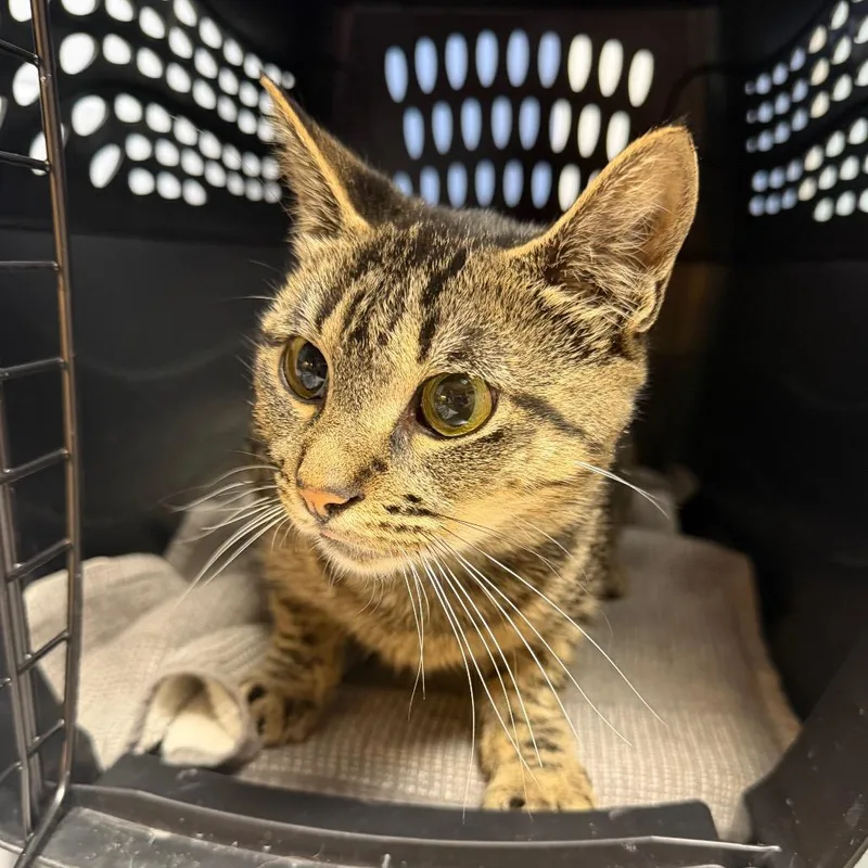 An adult medium-sized female Brown / Chocolate Domestic Short Hair cat named Bailey for adoption in DeKalb, IL