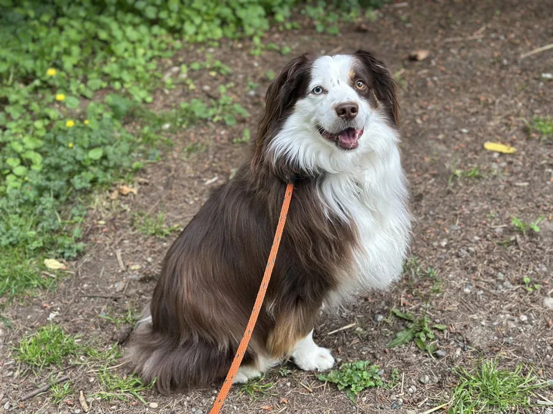 An adult medium-sized female Australian Shepherd dog named Libby for adoption in Bothell, WA