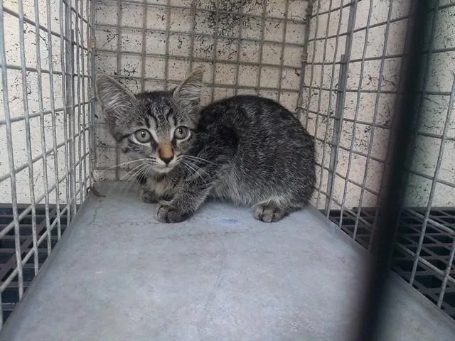A baby small-sized female Domestic Short Hair cat named Lavender for adoption in Fort Lauderdale, FL