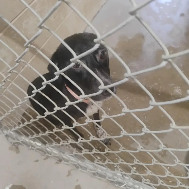 A young medium-sized female Black Australian Cattle Dog / Blue Heeler dog named Mary for adoption in Paris , TN