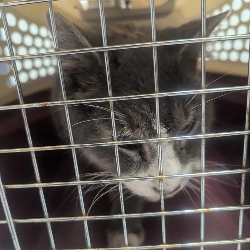 A senior medium-sized male Domestic Short Hair cat named Iroh for adoption in Charlottesville, VA