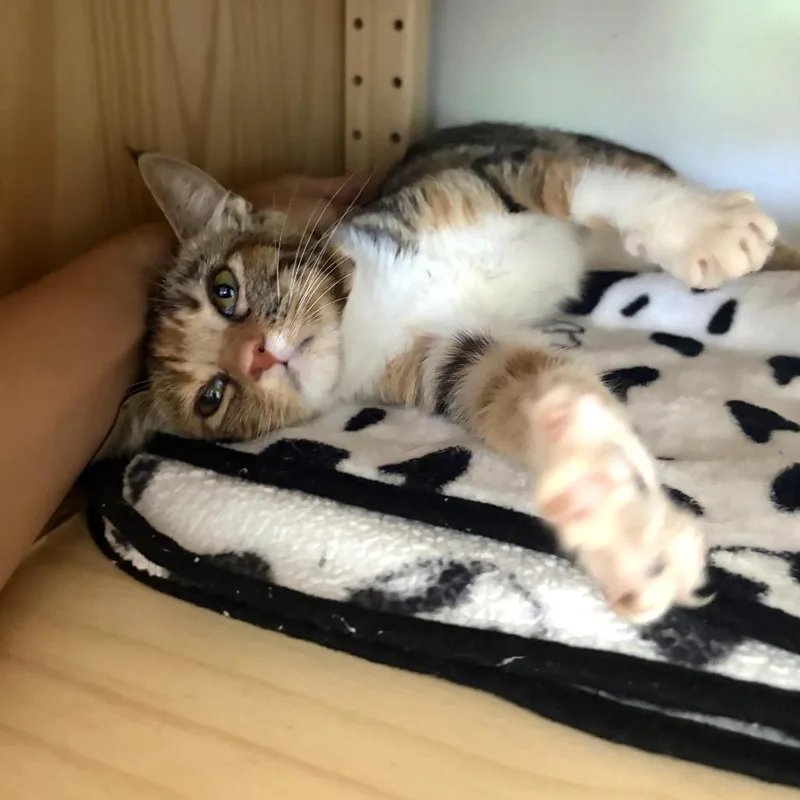 A baby small-sized female Brown / Chocolate Domestic Short Hair cat named Nori for adoption in Long Beach, CA