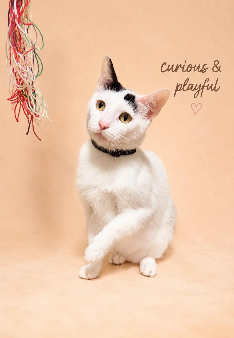 A young medium-sized female Domestic Short Hair cat named GrasshopperWillow Grove PS for adoption in Greenville, DE