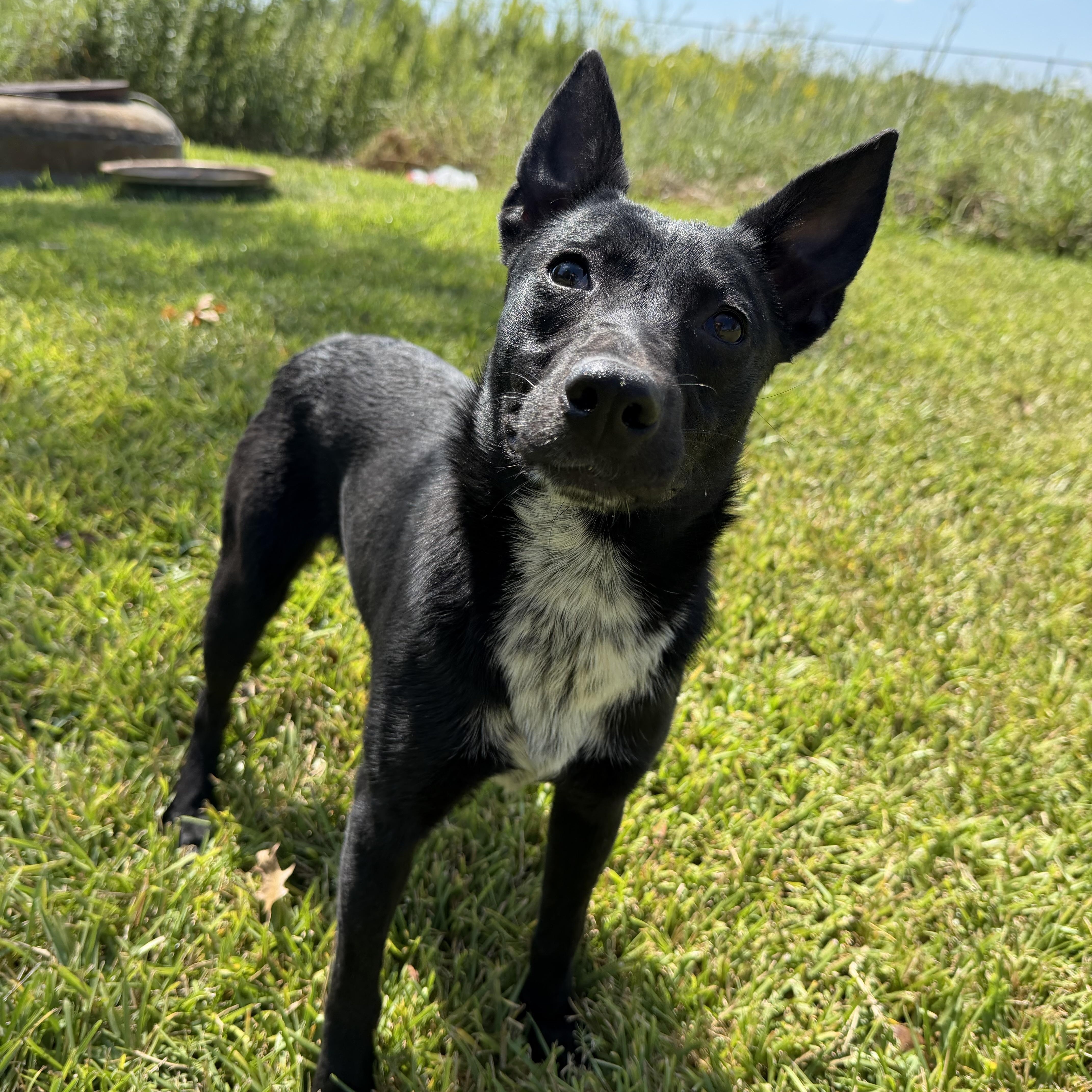 A baby small-sized female Mixed Breed dog named Lily for adoption in Pearland, TX