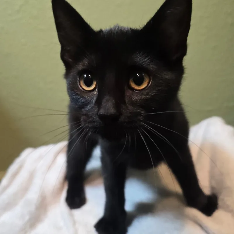 A baby medium-sized male Black Bombay cat named Brute for adoption in Fresno, CA