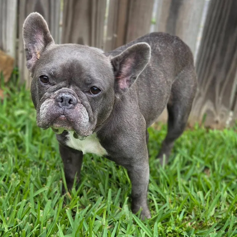 An adult medium-sized female French Bulldog dog named Fanny for adoption in University Place, WA