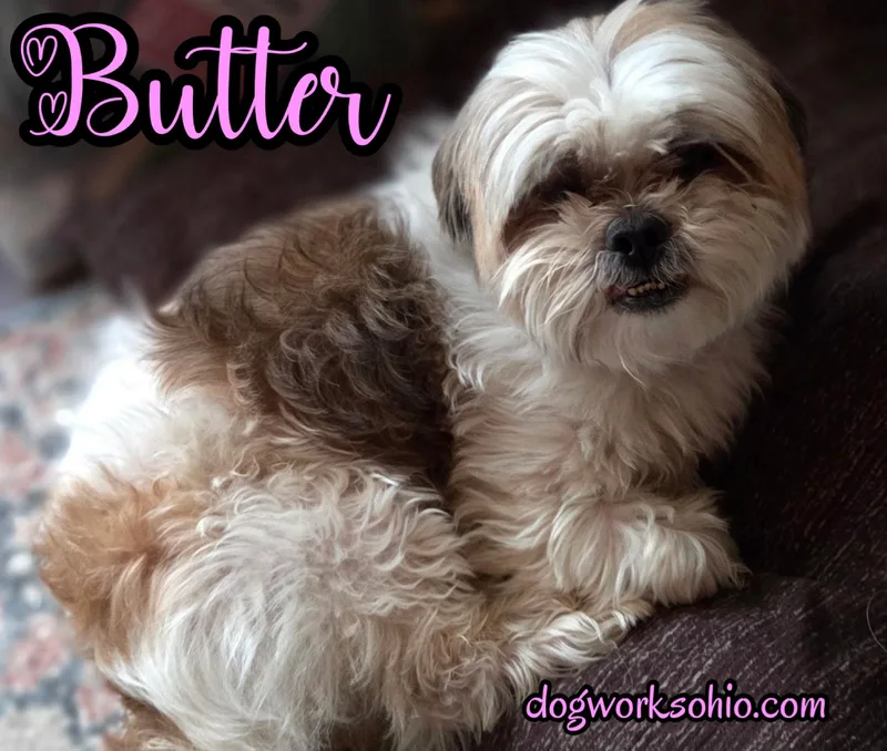 A young small-sized female Tricolor (Brown, Black, & White) Shih Tzu dog named Butter for adoption in Toledo, OH