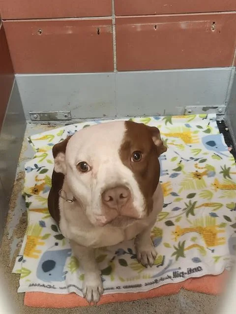 An adult medium-sized male Staffordshire Bull Terrier dog named Drax for adoption in Houston, TX