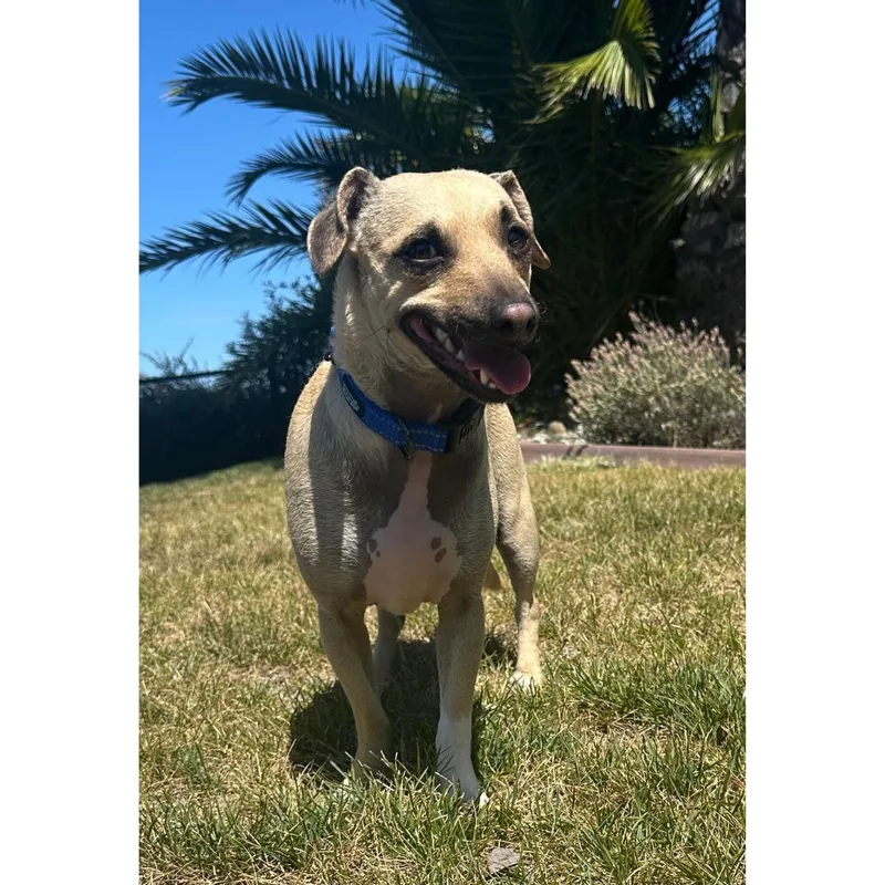 Buddy