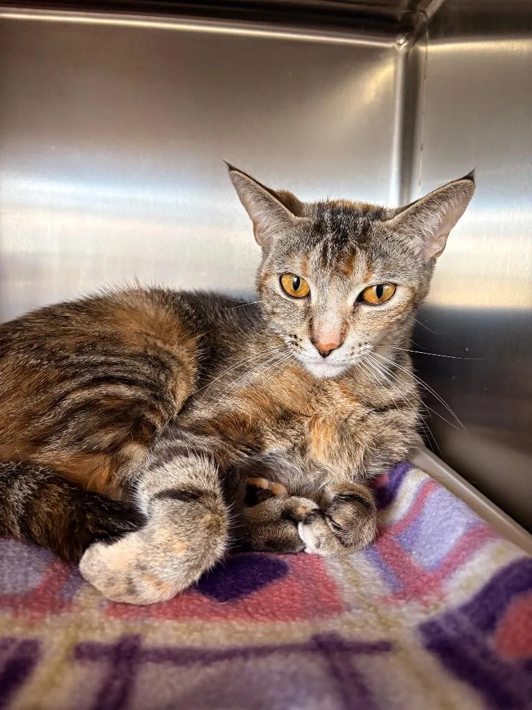 A young large-sized female Domestic Short Hair cat named Whiskers The Lioness for adoption in Detroit, MI