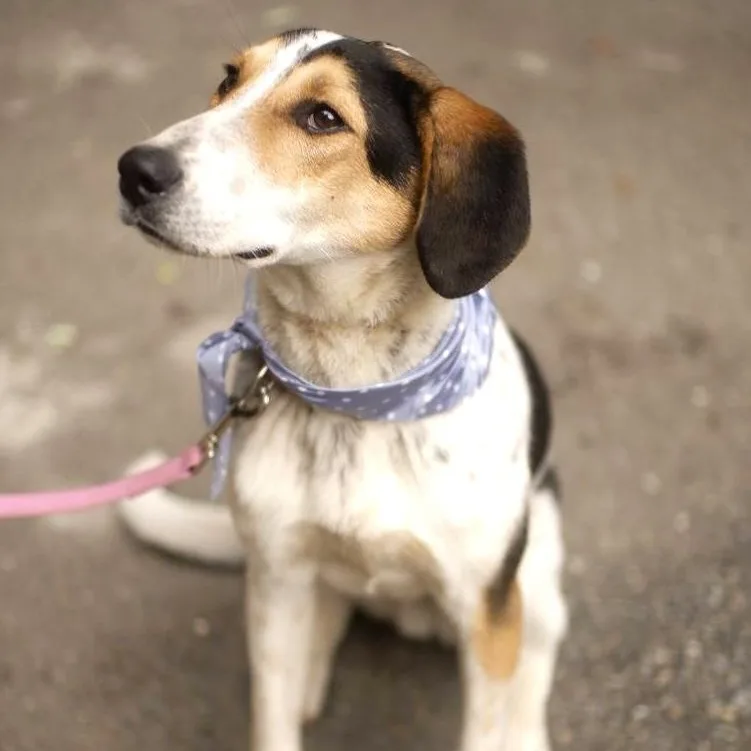 A young medium-sized male White / Cream Pointer dog named Boris for adoption in Morristown, NJ