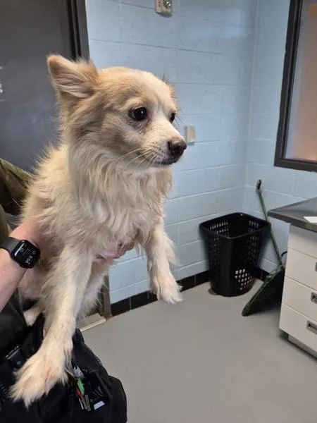 An adult small-sized male Pomeranian dog named Pen for adoption in Lawrenceville, GA