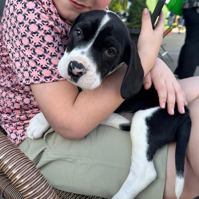 A baby medium-sized male Black Pit Bull Terrier dog named Baloo for adoption in Prospect, KY