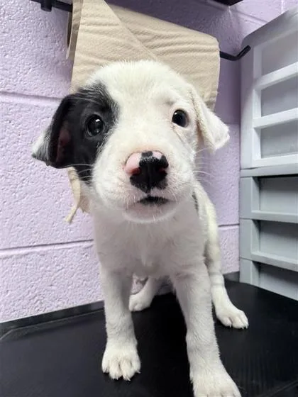 A baby large-sized female White / Cream Mixed Breed dog named 61395511 for adoption in El Paso, TX