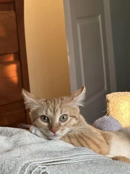A baby small-sized female Domestic Short Hair cat named Cheesepuff for adoption in Ringoes, NJ