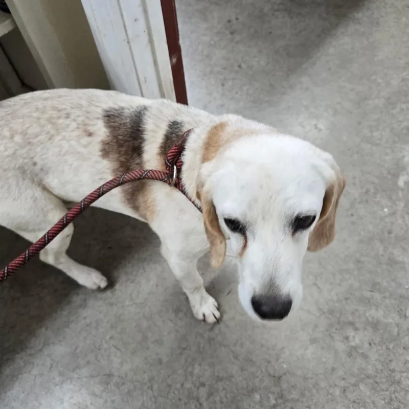 An adult medium-sized male White / Cream Basset Hound dog named Cade for adoption in Falmouth, KY