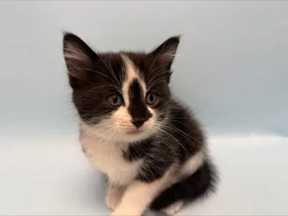 A baby small-sized female Domestic Short Hair cat named Mileena for adoption in Woodbury, MN